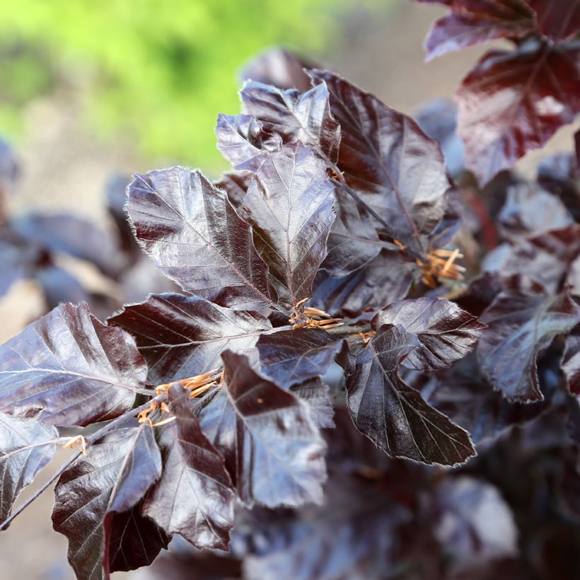 Rotbuche Purpurea Nana - Fagus sylvatica (Laub)