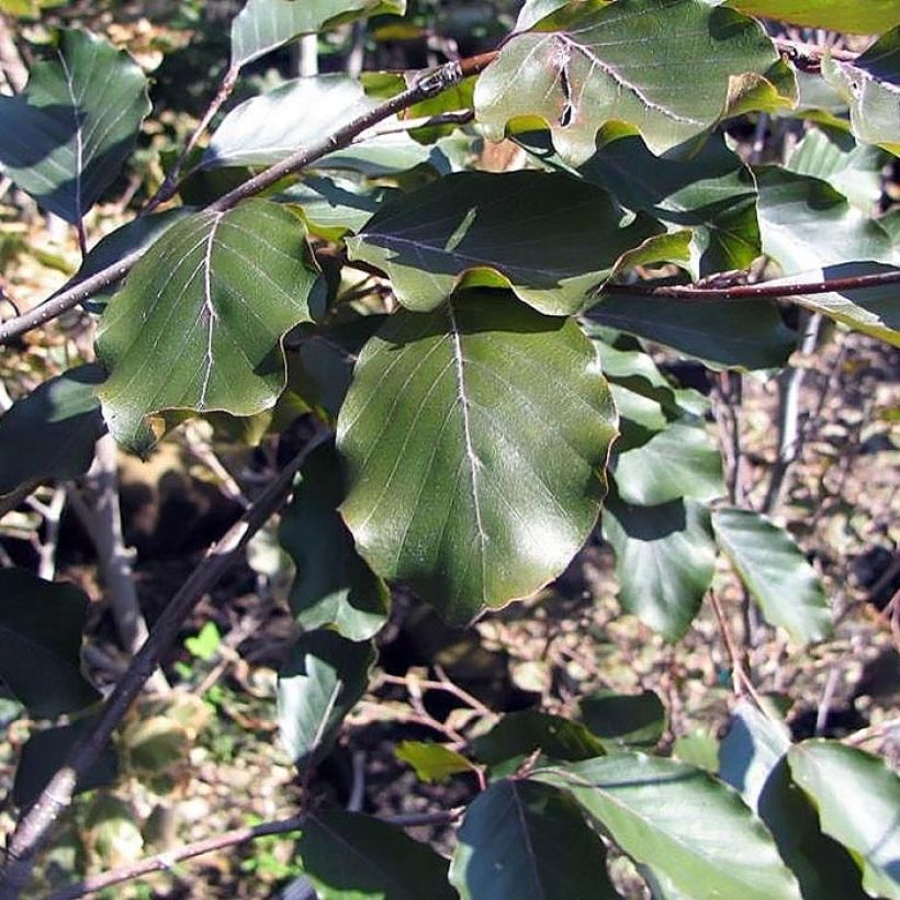 Rotbuche Riversii - Fagus sylvatica (Laub)