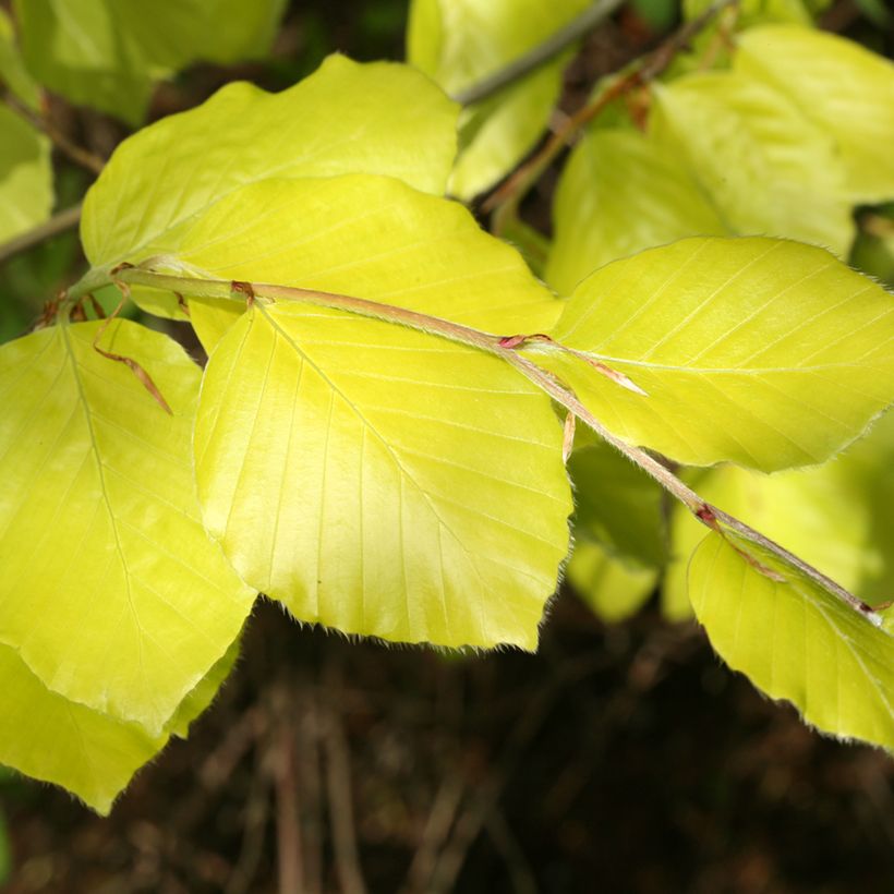 Rotbuche Zlatia - Fagus sylvatica (Laub)