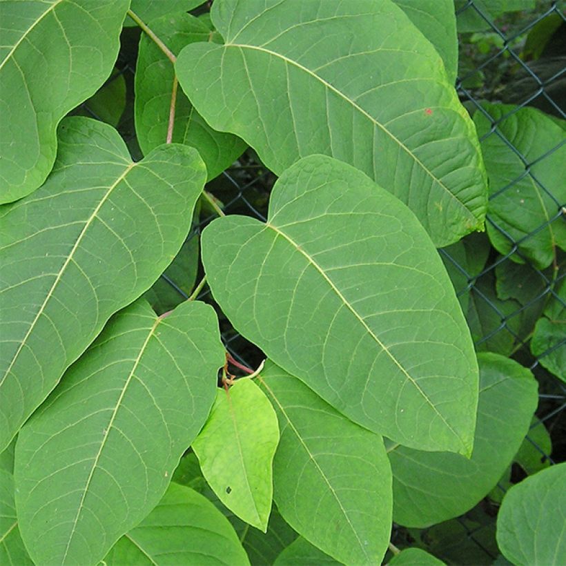 Fallopia sachalinensis - Sachalin-Staudenknöterich (Laub)