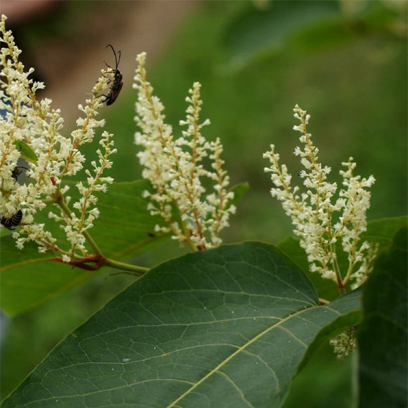 Fallopia sachalinensis - Sachalin-Staudenknöterich (Blüte)