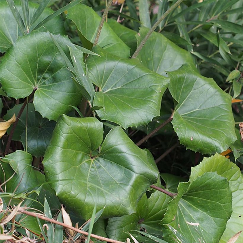 Farfugium japonicum - Japanischer Scheingoldkolben (Laub)