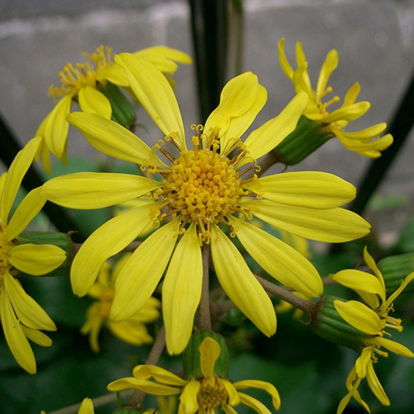 Farfugium japonicum - Japanischer Scheingoldkolben (Blüte)