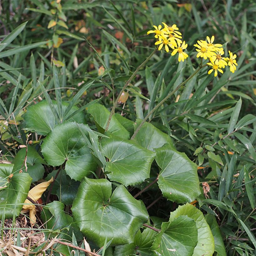 Farfugium japonicum - Japanischer Scheingoldkolben (Hafen)