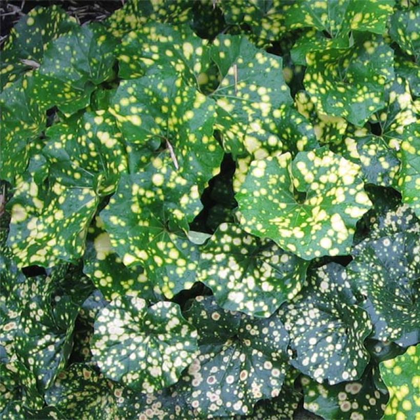 Farfugium japonicum Aureomaculatum - Japanischer Scheingoldkolben (Laub)