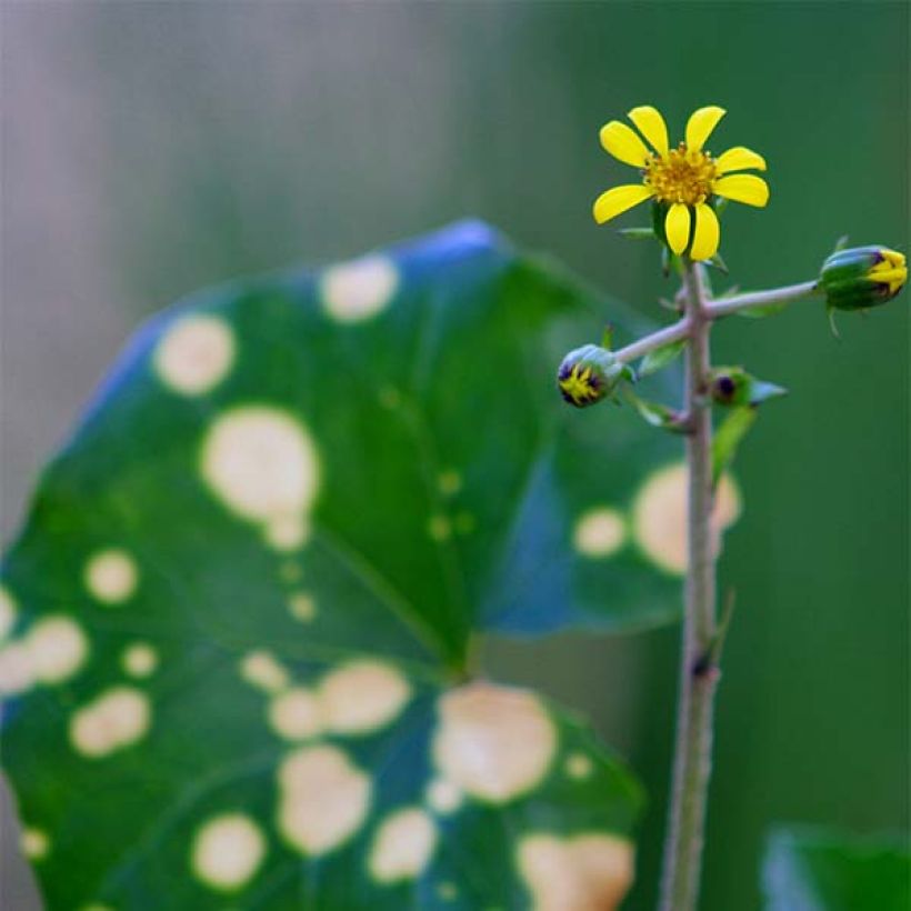 Farfugium japonicum Aureomaculatum - Japanischer Scheingoldkolben (Blüte)