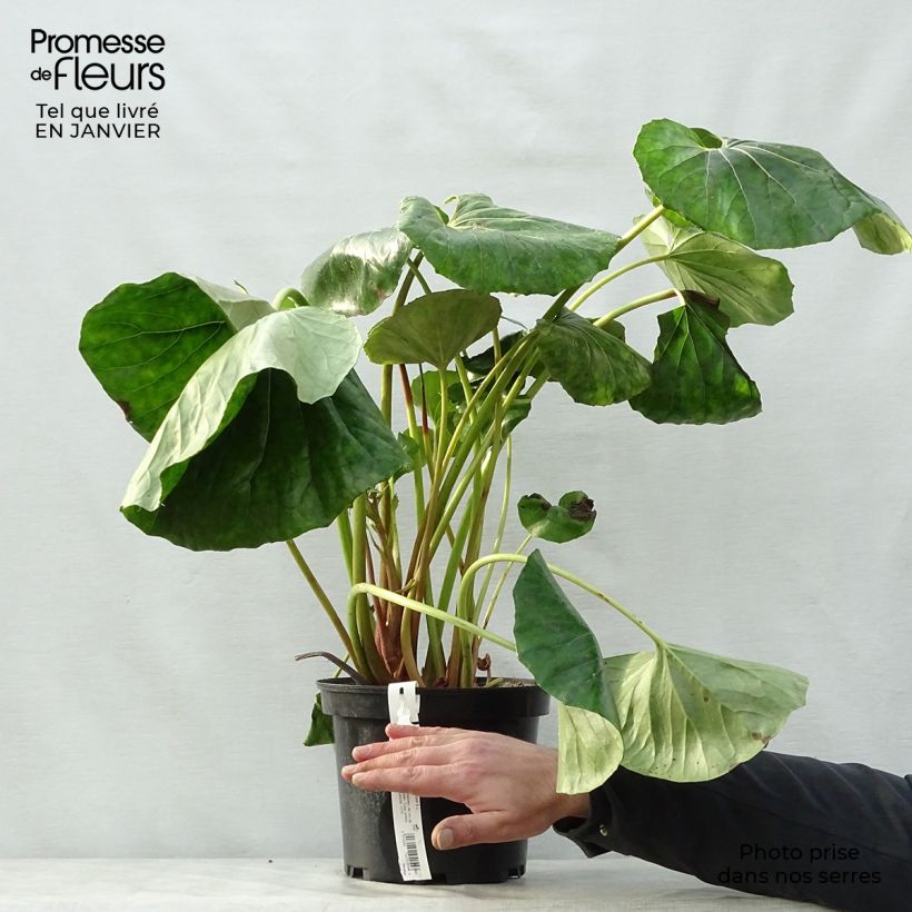 Exemplar von Farfugium japonicum Crispata - Plante Panthère Pot de 4L/5L wie im Winter geliefert