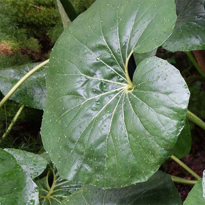 Farfugium japonicum Gigantea - Japanischer Scheingoldkolben (Laub)