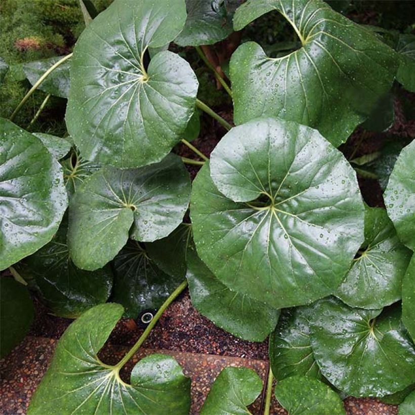 Farfugium japonicum Gigantea - Japanischer Scheingoldkolben (Hafen)