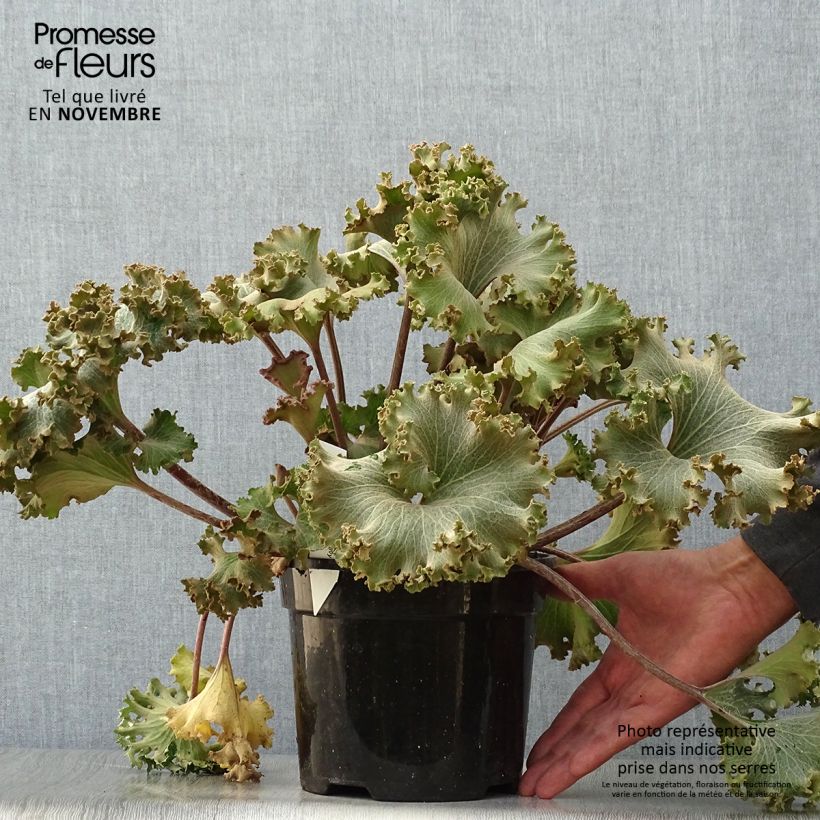 Exemplar von Farfugium japonicum Wavy Gravy - Japanischer Scheingoldkolben wie im Herbst geliefert