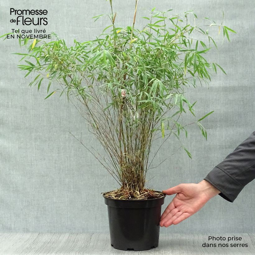 Exemplar von Fargesia angustissima - Bambou non traçant Pot de 4L/5L wie im Herbst geliefert