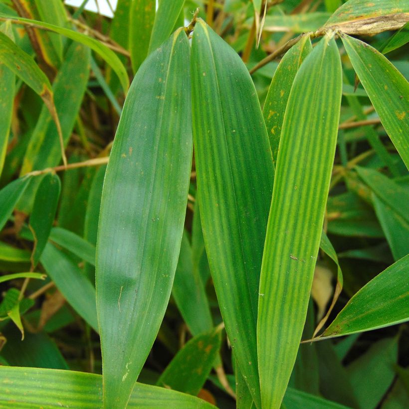 Fargesia robusta Pingwu - Bambus (Laub)