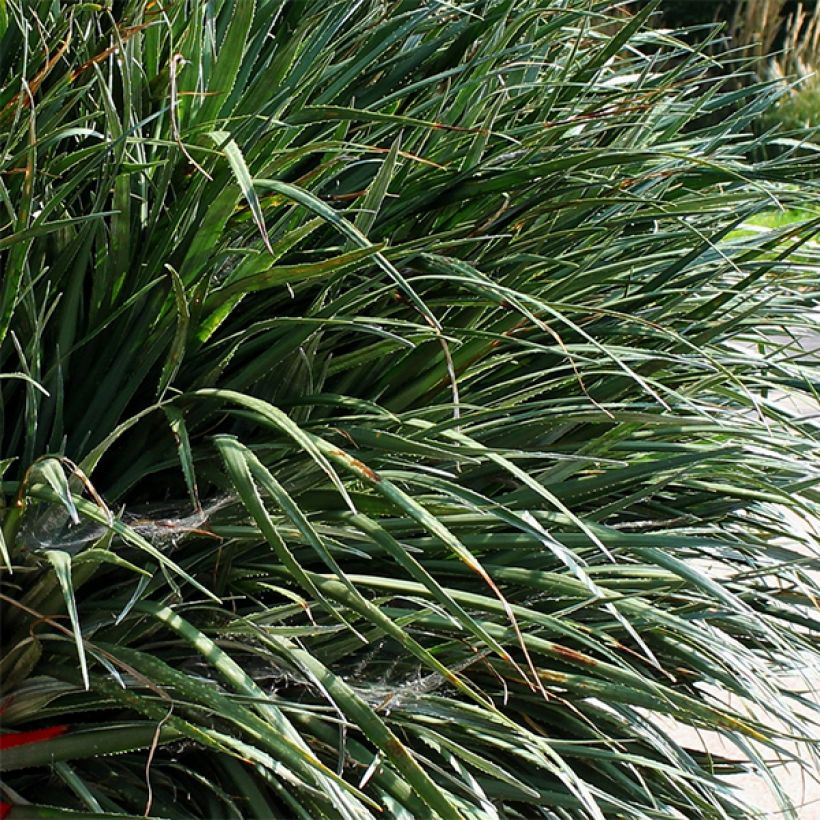 Fascicularia bicolor - Fascicularie (Laub)