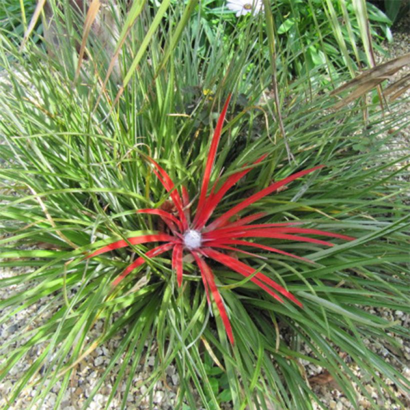 Fascicularia bicolor - Fascicularie (Hafen)