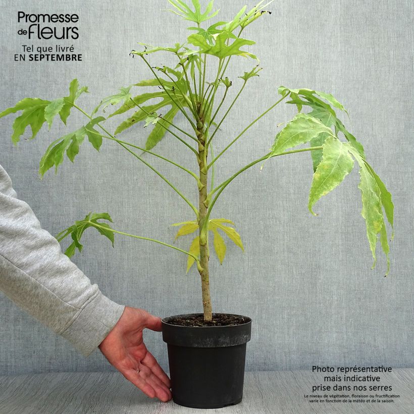 Exemplar von Fatsia polycarpa Green Fingers - Taiwan-Aralie wie im Herbst geliefert