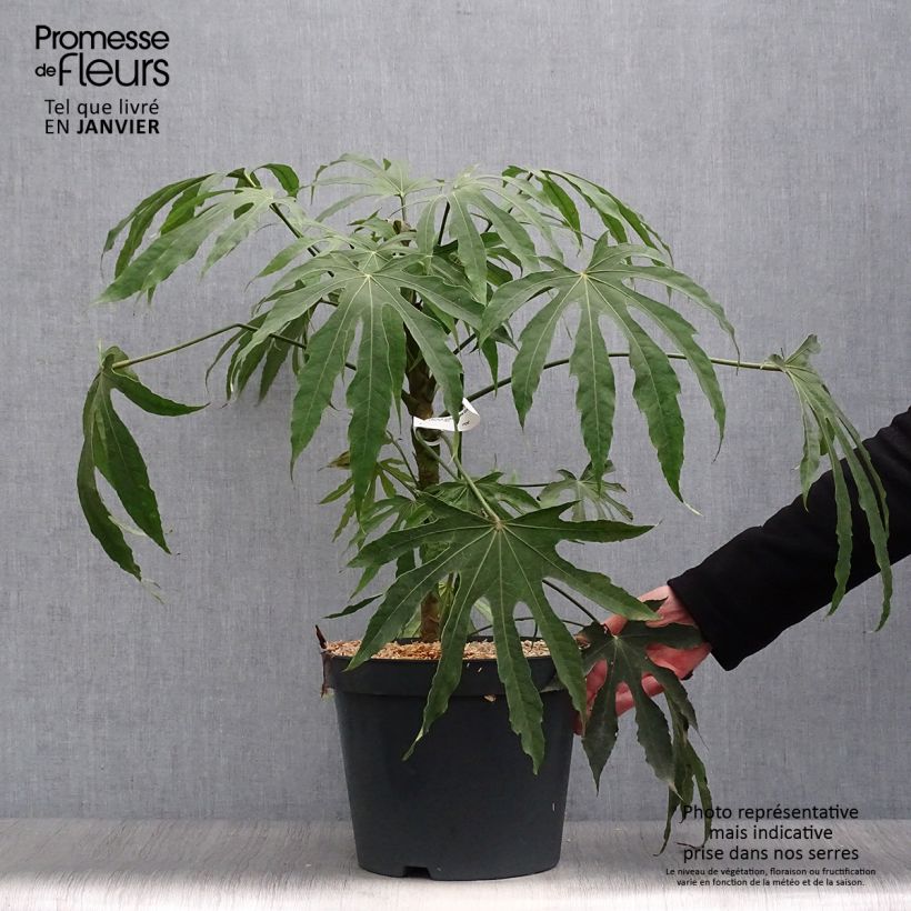 Exemplar von Fatsia polycarpa Green Fingers - Fatsia de Taiwan Pot de 7L wie im Winter geliefert