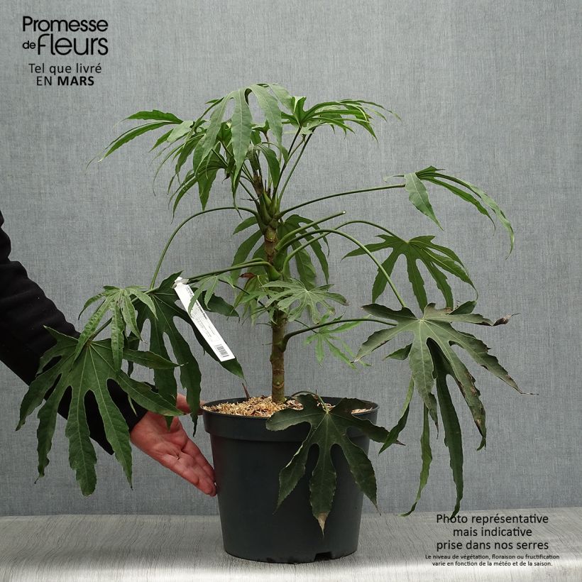 Exemplar von Fatsia polycarpa Green Fingers - Taiwan-Aralie Topf mit 6L/7L wie im Frühjahr geliefert