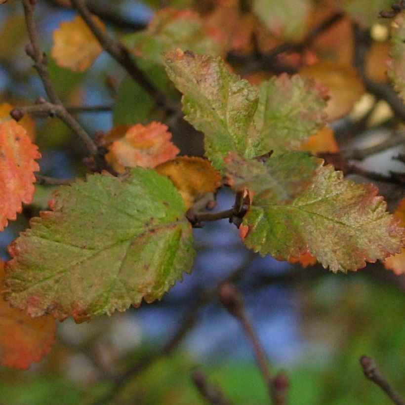 Nothofagus antarctica - Scheinbuche (Laub)