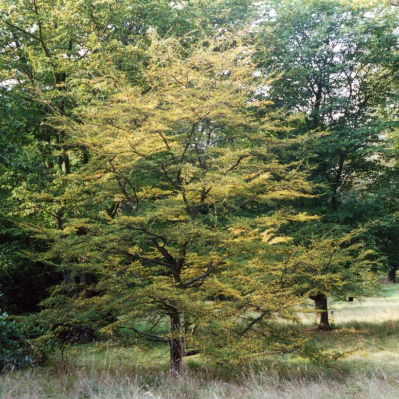 Nothofagus antarctica - Scheinbuche (Hafen)