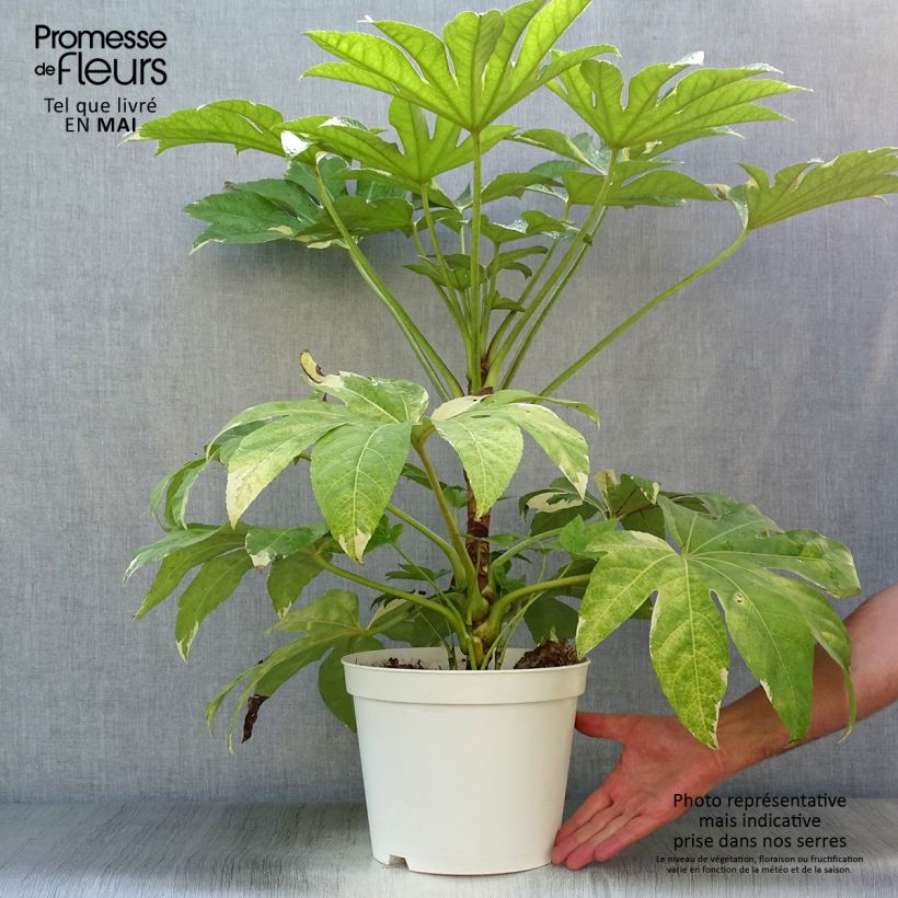 Exemplar von Fatsia japonica Variegata - Zimmeraralie Topf mit 6L/7LGelieferte Höhe ca. 60/70cm wie im Frühjahr geliefert