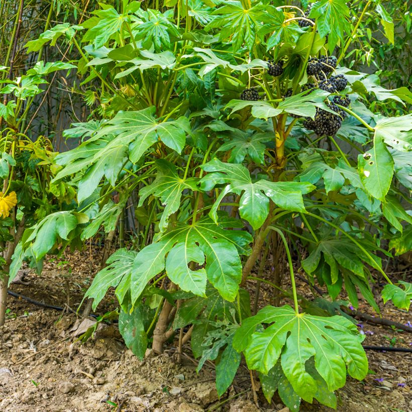 Fatsia japonica - Zimmeraralie (Hafen)