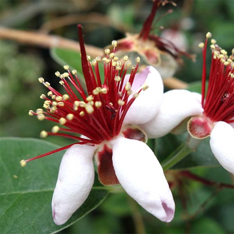 Brasilianische Guave - Acca sellowiana (Blüte)