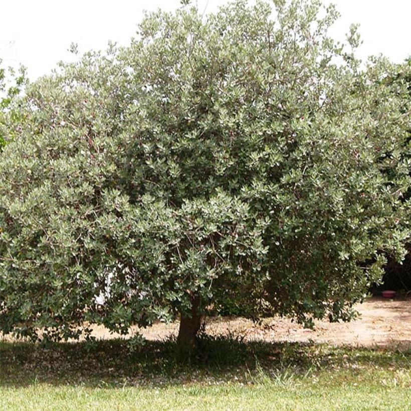 Brasilianische Guave - Acca sellowiana (Hafen)