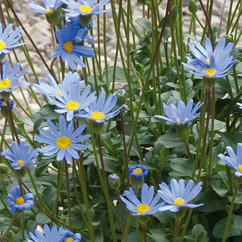 Felicia amelloides Forever Blue - Kapaster (Blüte)