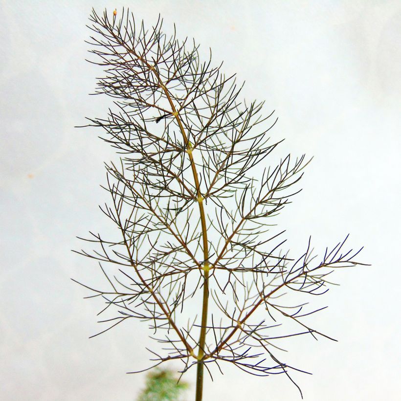 Fenchel Purpureum - Foeniculum vulgare (Laub)