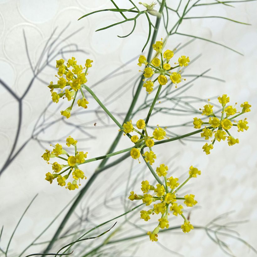 Fenchel - Foeniculum vulgare (Blüte)