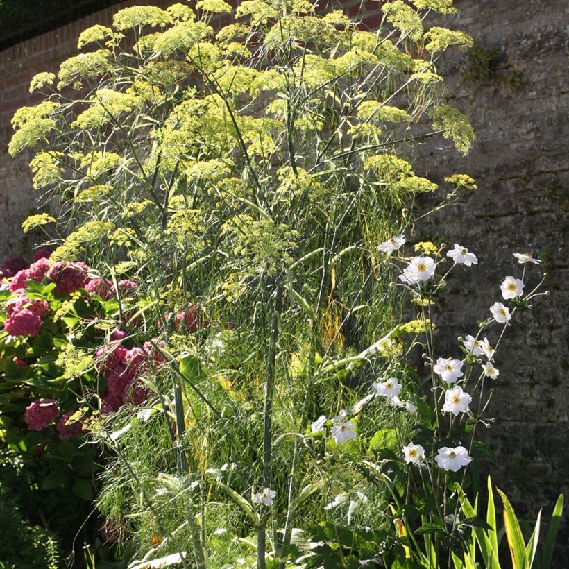 Fenchel - Foeniculum vulgare (Hafen)