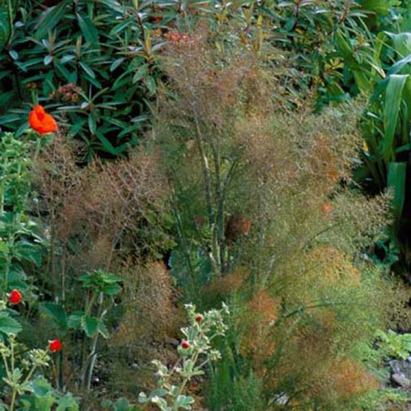 Fenchel Purpureum - Foeniculum vulgare (Hafen)