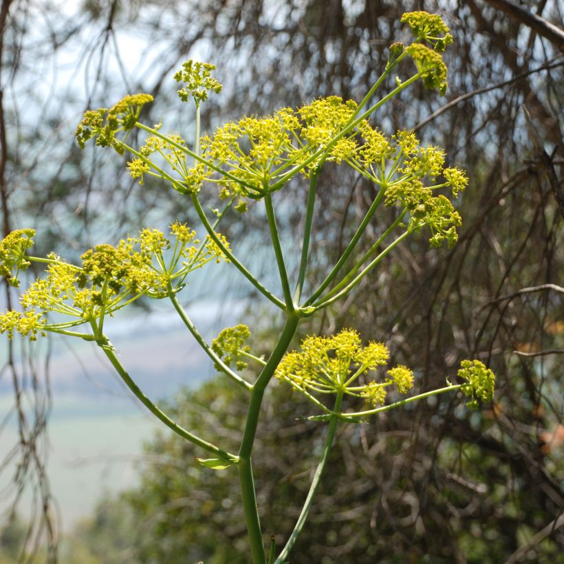 Gemeines Rutenkraut - Ferula communis (Blüte)