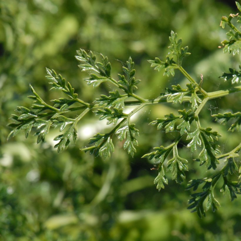 Steckenkraut - Ferula tingitana (Laub)