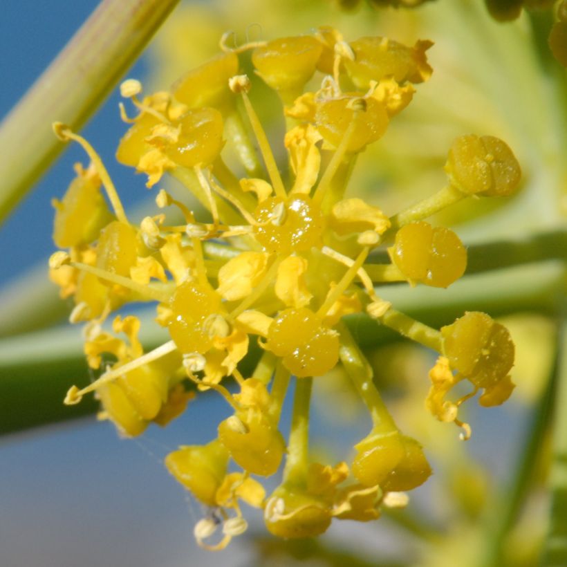 Steckenkraut - Ferula tingitana (Blüte)