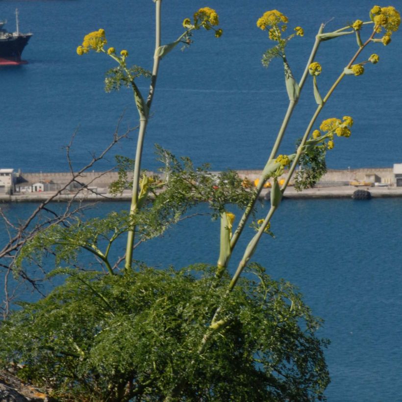 Steckenkraut - Ferula tingitana (Hafen)