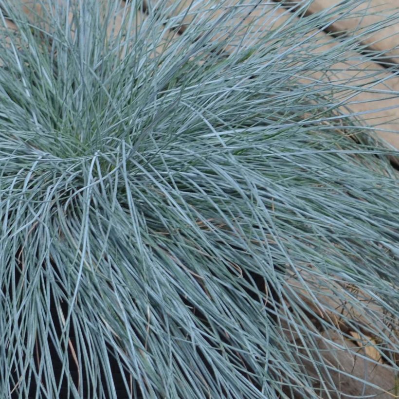 Blau-Schwingel Intense Blue - Festuca glauca (Laub)