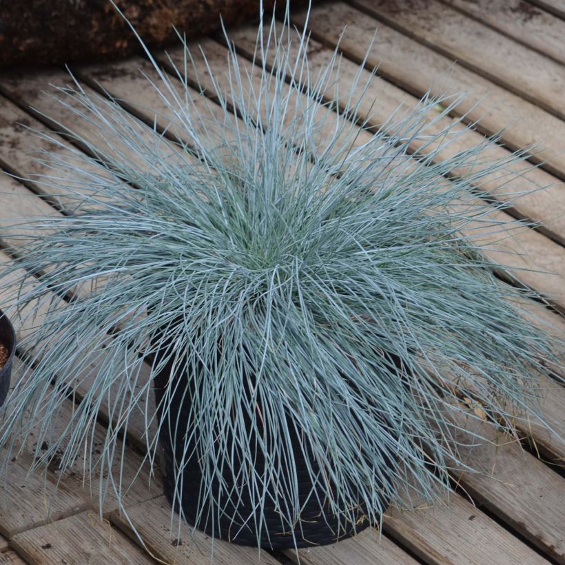 Blau-Schwingel Intense Blue - Festuca glauca (Hafen)