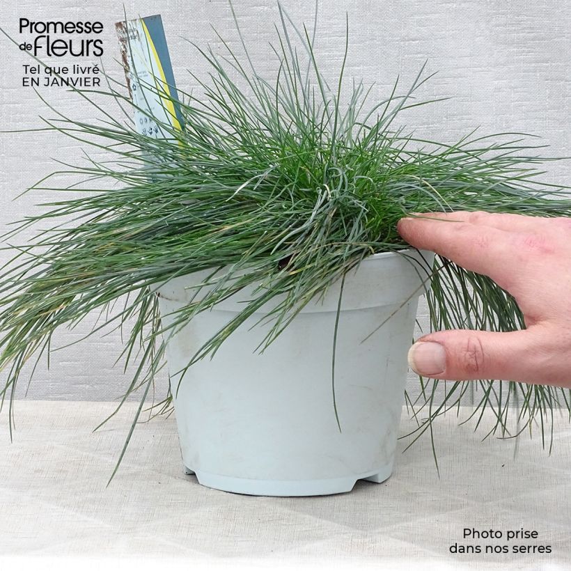 Exemplar von Festuca Intense Blue - Fétuque bleue Pot de 2L/3L wie im Winter geliefert