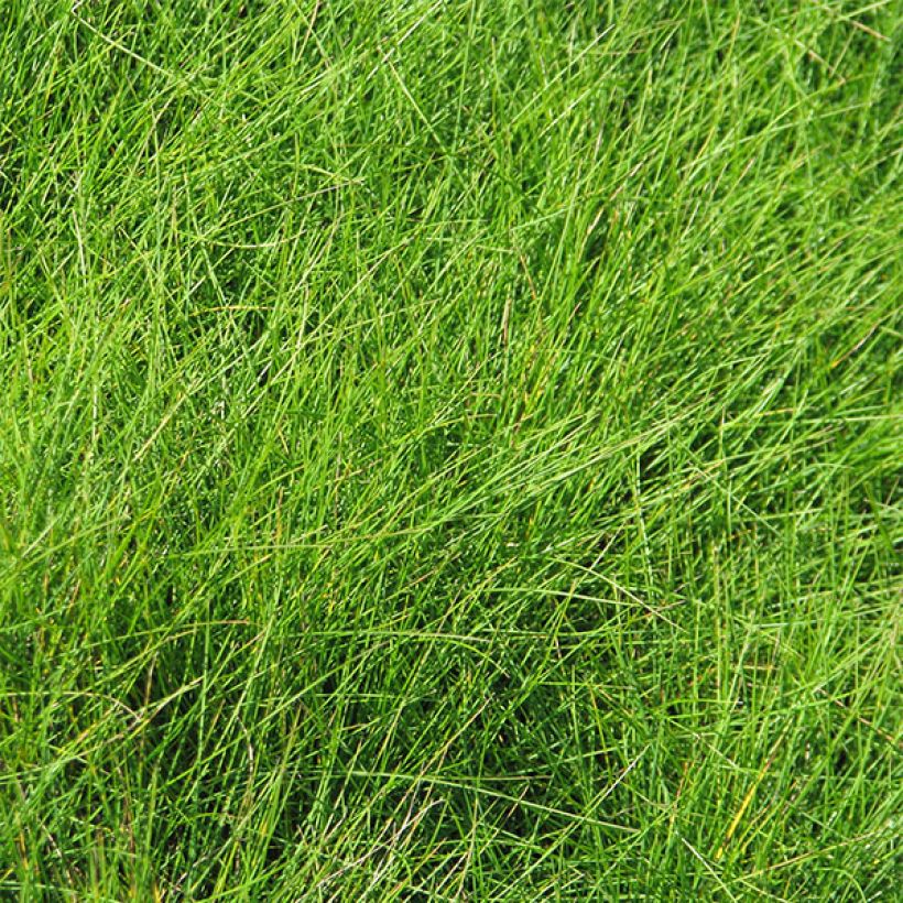 Echter Schwingel - Festuca filiformis (Laub)