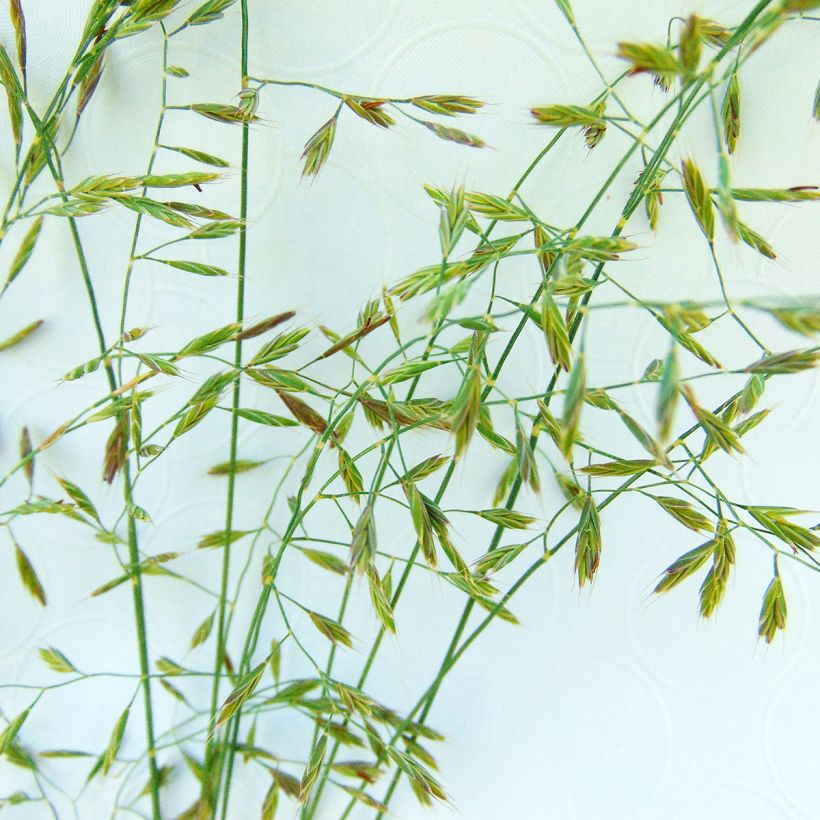 Echter Schwingel - Festuca filiformis (Blüte)