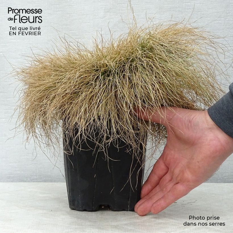 Exemplar von Festuca filiformis - Fétuque à feuilles capillaires en pot de 2/3L wie im Winter geliefert