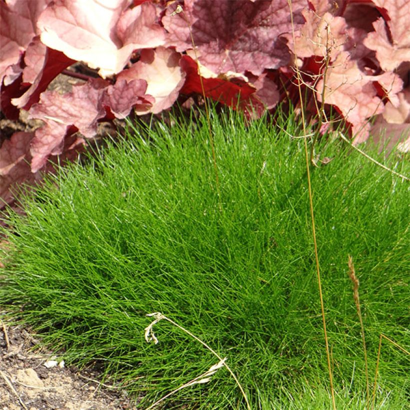 Bärenfell-Schwingel - Festuca gautieri (Hafen)