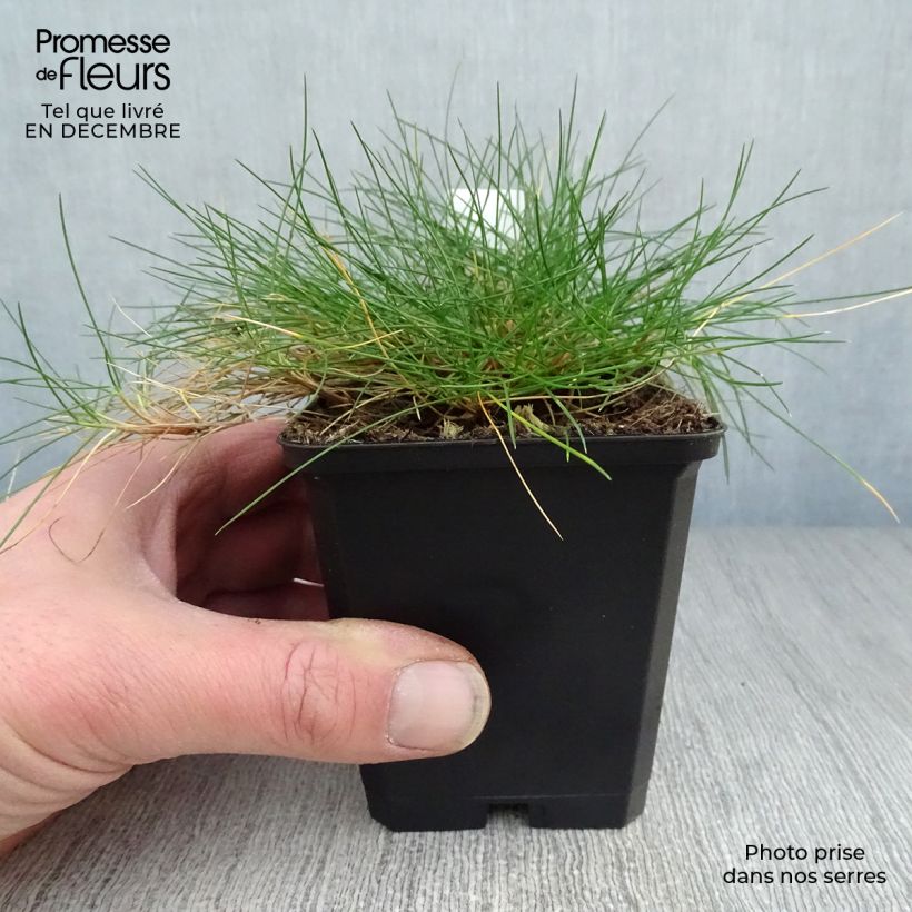 Exemplar von Festuca gautieri - Fétuque de Gautier en godet de 9 cm wie im Winter geliefert