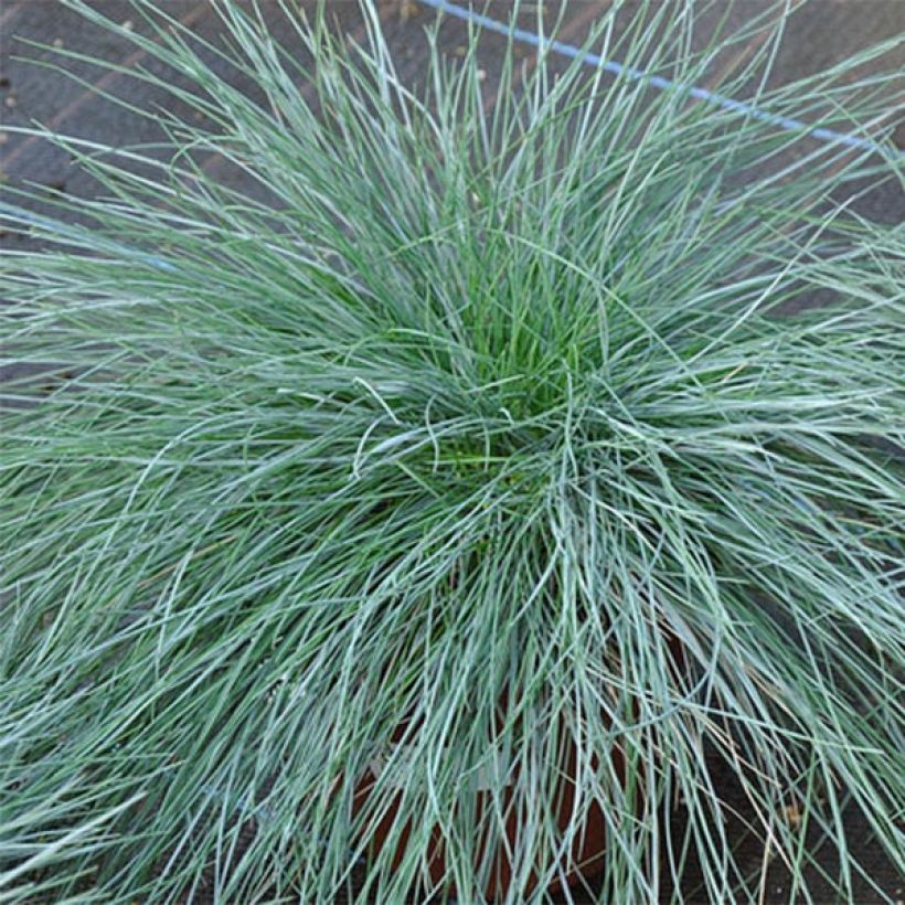 Schaf-Schwingel var. glauca - Festuca ovina (Laub)