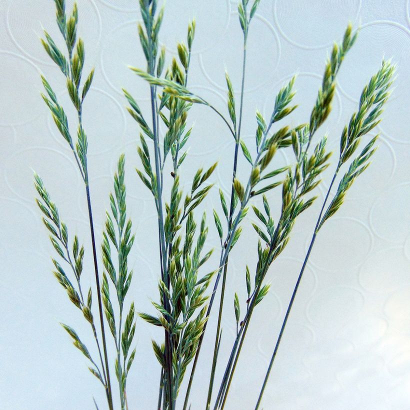 Blau-Schwingel Elijah Blue - Festuca glauca (Blüte)