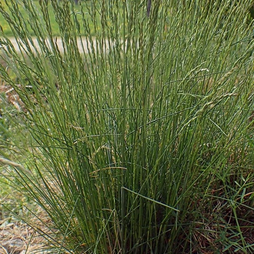 Schaf-Schwingel - Festuca ovina (Laub)