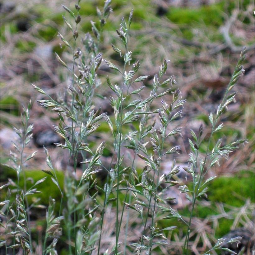 Schaf-Schwingel - Festuca ovina (Blüte)