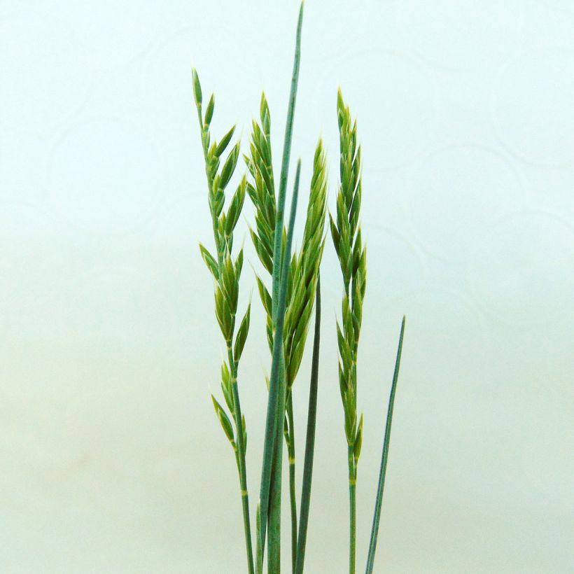 Walliser Schwingel Glaucantha - Festuca valesiaca (Blüte)