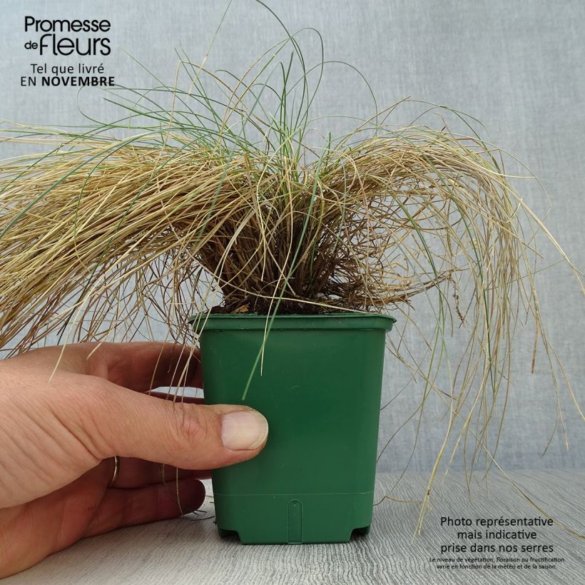 Exemplar von Festuca valesiaca Glaucantha - Fétuque du Valais Godet de 9cm wie im Herbst geliefert